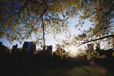 Sun shining through trees