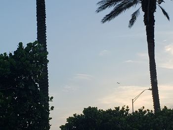 Low angle view of silhouette palm trees against sky