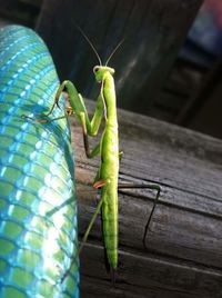 Close-up of grasshopper