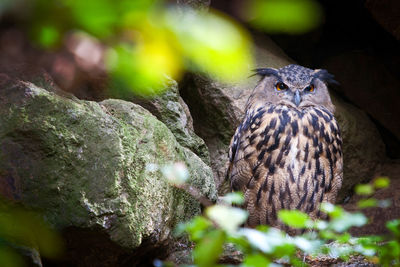 Close-up of a bird in nest