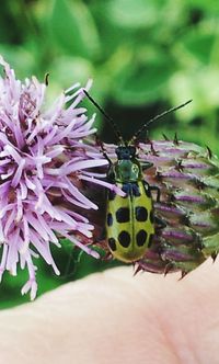 Close-up of butterfly on flower