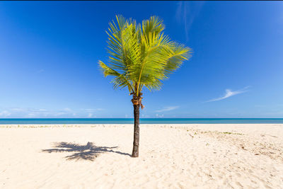 Palm tree on beach against blue sky