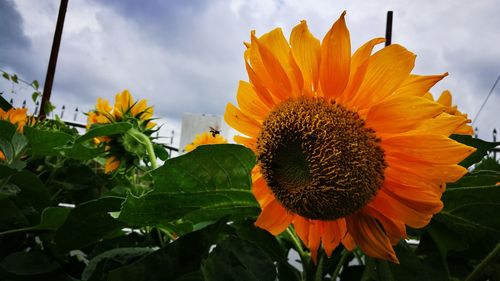 Close-up of sunflower blooming against sky