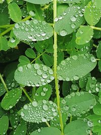 Close-up of raindrops on leaves