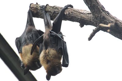 Low angle view of a horse hanging on tree