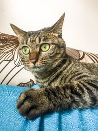 Close-up portrait of cat sitting on floor