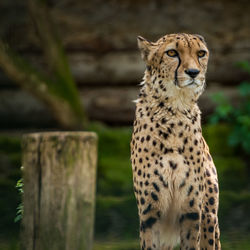 Close-up of cheetah looking away