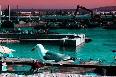 Seagull perching on boats moored at harbor against sky
