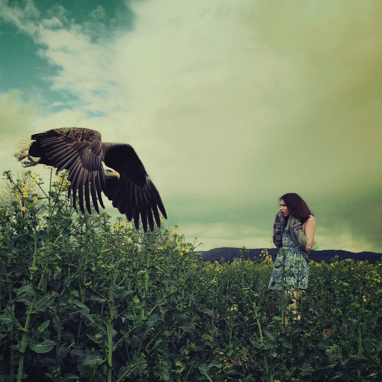 sky, animals in the wild, animal themes, one animal, bird, cloud - sky, wildlife, tree, nature, plant, water, grass, cloudy, tranquility, growth, green color, beauty in nature, low angle view, outdoors, no people