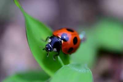 Close-up of ladybug on leaf