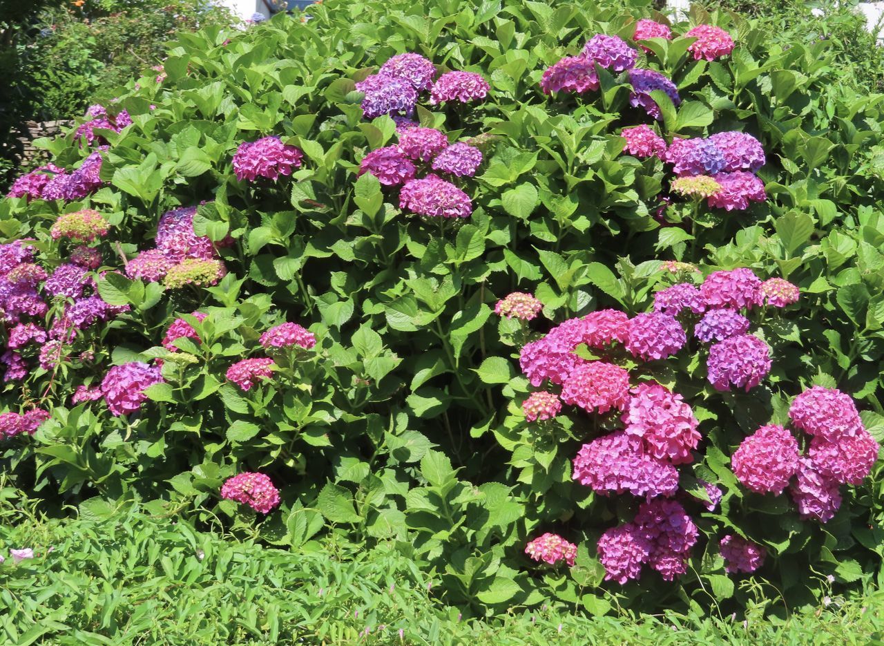 CLOSE-UP OF PINK FLOWERS