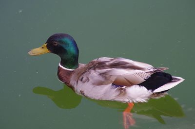 Close-up of mallard duck floating on lake