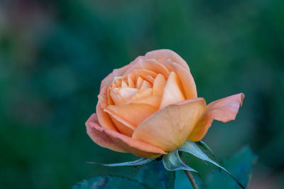 Close-up of rose on plant