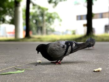Close-up of pigeon on the road
