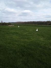 Sheep on grassy field against sky