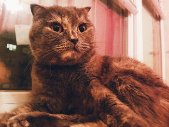 Portrait of cat sitting at home
