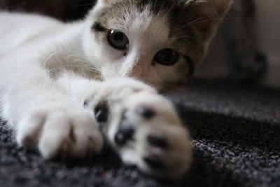 Close-up portrait of cat