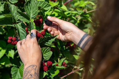 Cropped image of hand holding berries