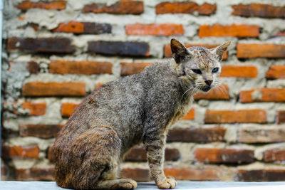 Portrait of a cat against wall