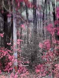 View of trees in forest