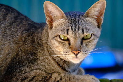 Close-up portrait of a cat