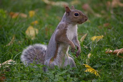 Close-up of squirrel on field