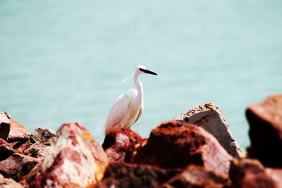 High angle view of gray heron perching on rock