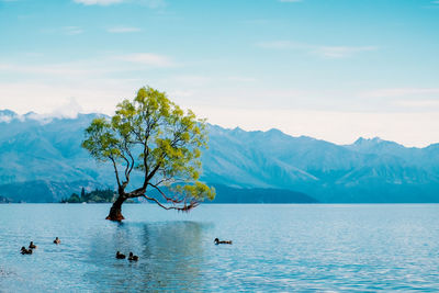 Scenic view of a tree in a lake against sky