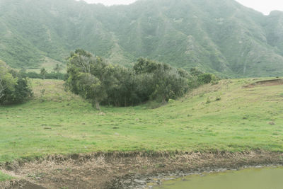 Scenic view of trees on field