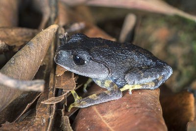 Close-up of frog on wood