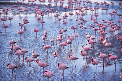 High angle view of birds in lake