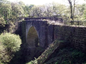 Arch bridge amidst trees