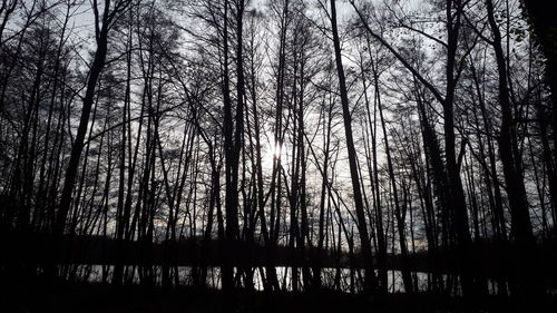 Silhouette bare trees by lake in forest against sky