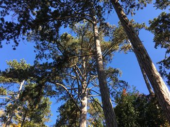 Low angle view of trees in forest