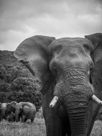 Elephant in a field