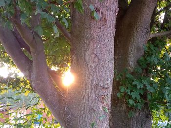 Sunlight streaming through tree