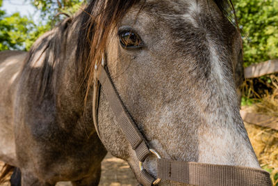 Close-up portrait of horse