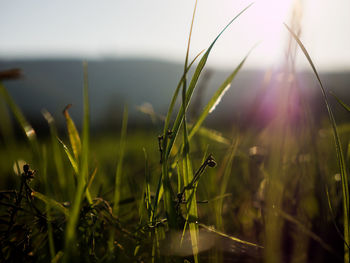 Close-up of water drops on grass on field against sky