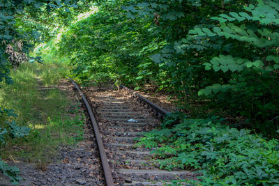 Railroad track amidst trees