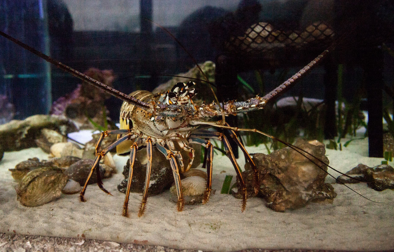 CLOSE-UP OF INSECT ON SEA