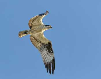 Osprey overhead