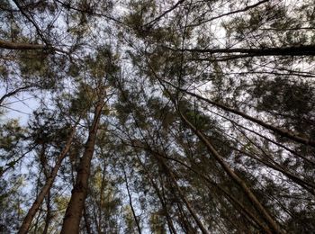 Low angle view of trees against sky