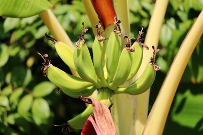 Close-up of bbananas in a tree
