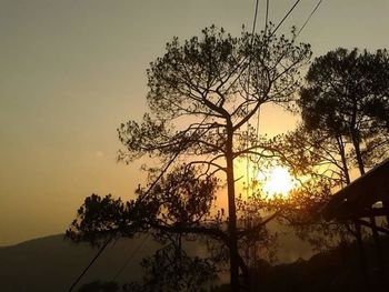 Silhouette of trees at sunset