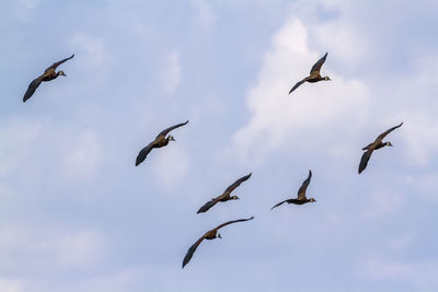 Low angle view of seagulls flying