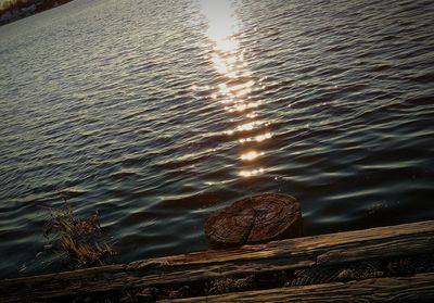 Reflection of trees in water