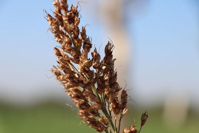 Close-up of wilted plant on field