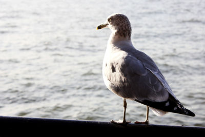 Close-up of seagull perching on railing against sea