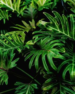 Close-up of fresh green plant