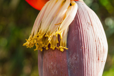 Close-up of yellow flower